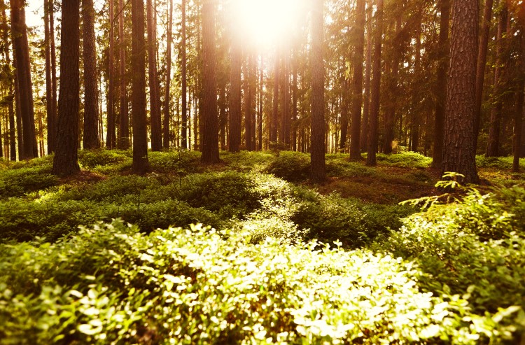 Hur kan träanvändning hjälpa till att lösa klimatkrisen?